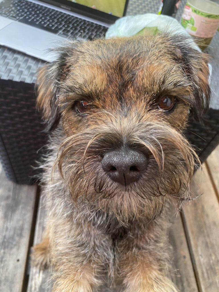 Chien marron mignion