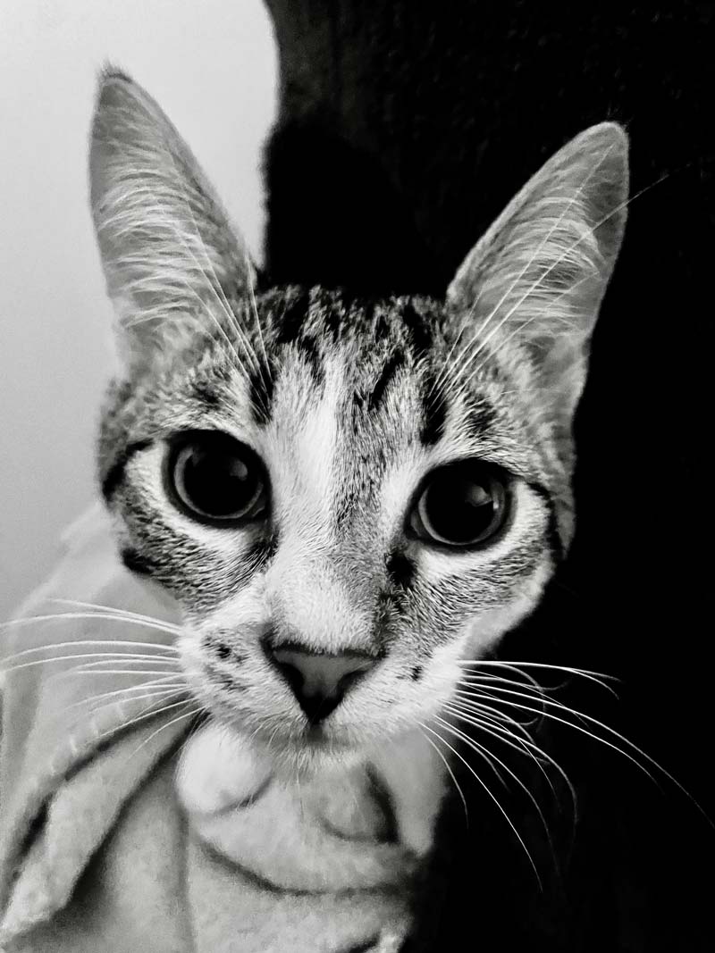 chat noir et blanc
