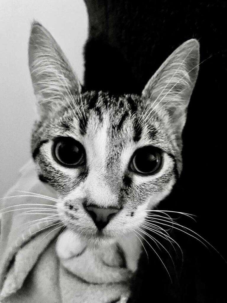 chat noir et blanc