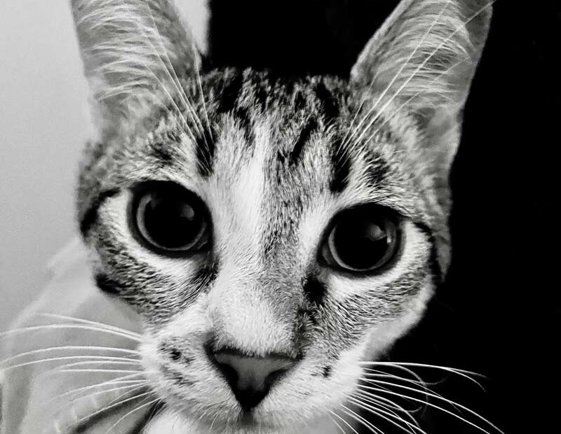 chat noir et blanc